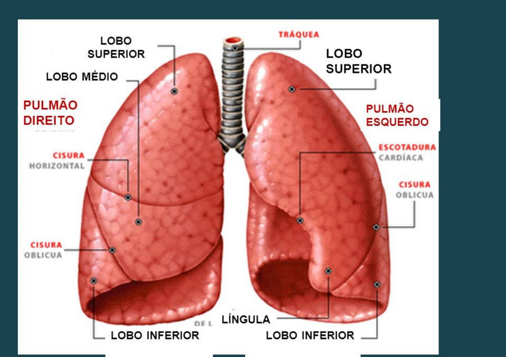 pulmões anatomia humana i