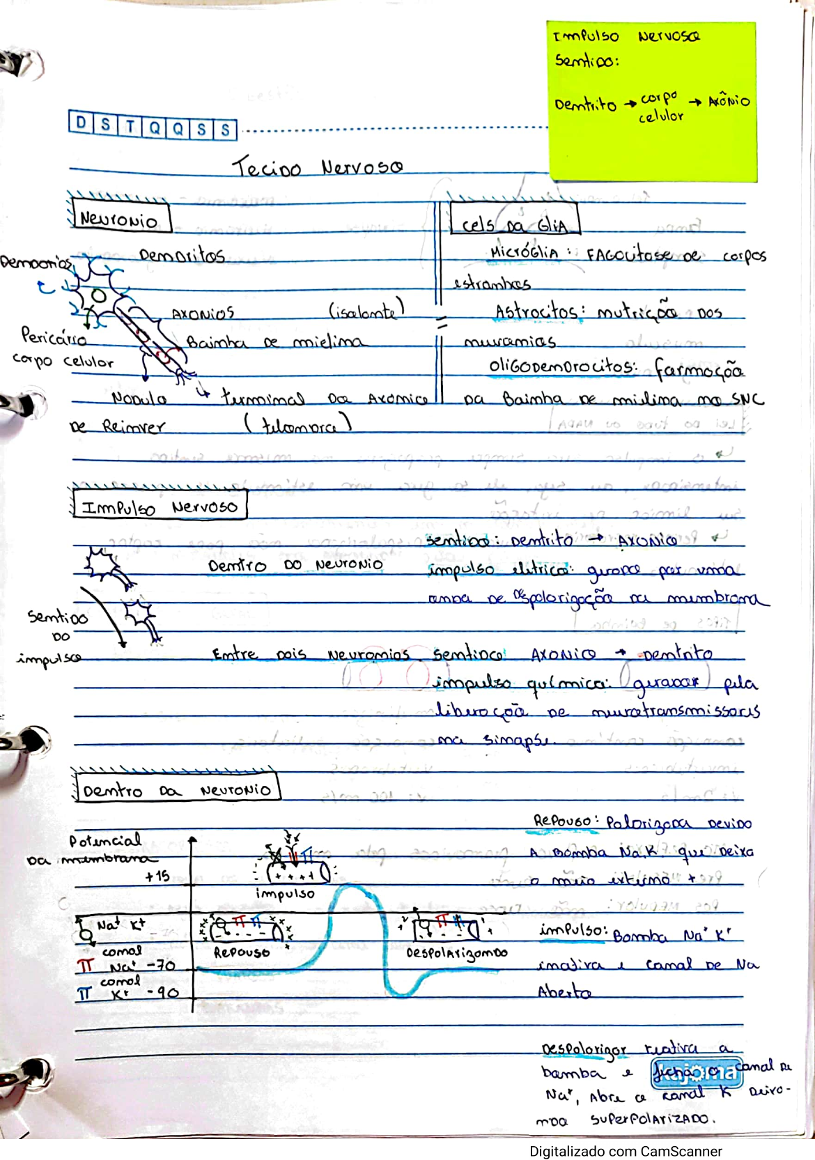 Tecido Nervoso Biologia