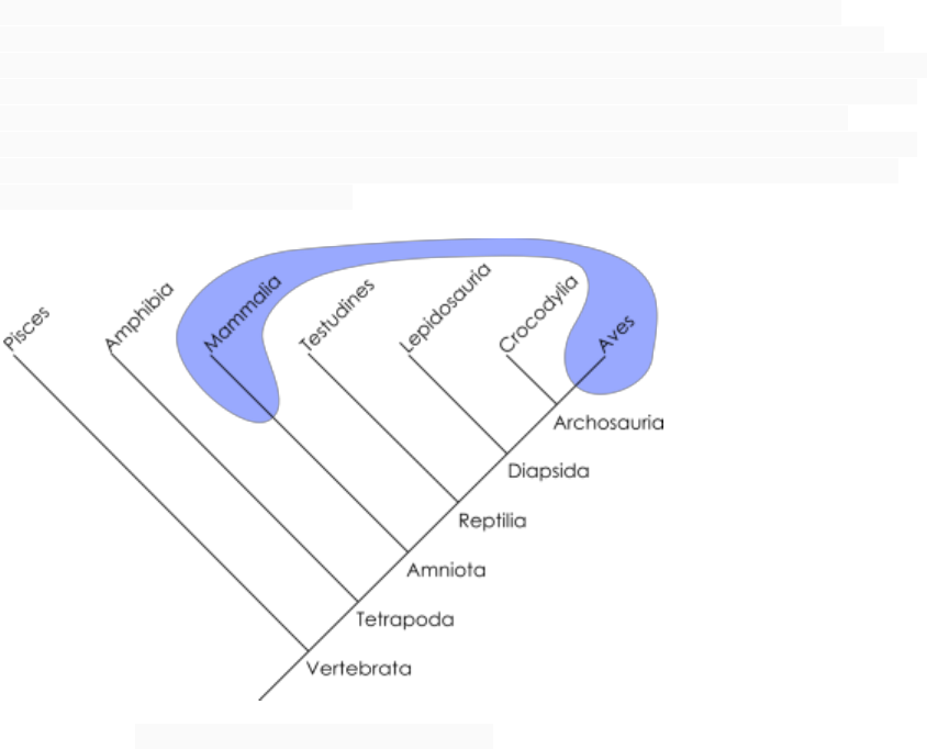 MONOFILÉTICO PARAFILÉTICO E POLIFILÉTICO - Biologia
