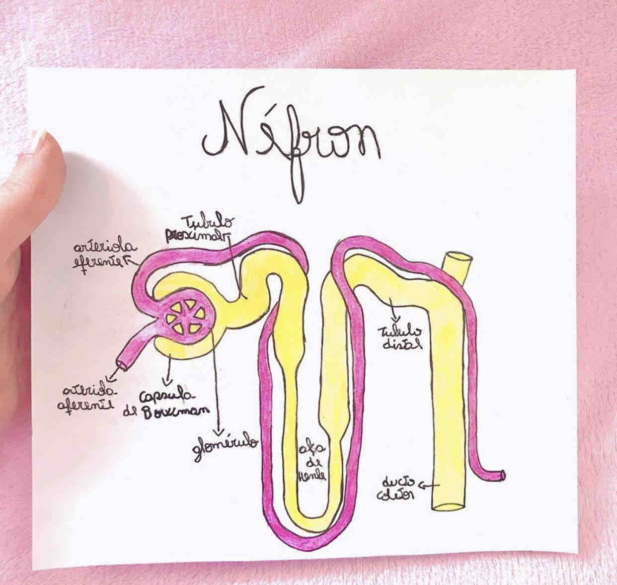 Grátis: Néfron - Material Claro e Objetivo em PDF para Estudo Rápido, image size:1242x1177