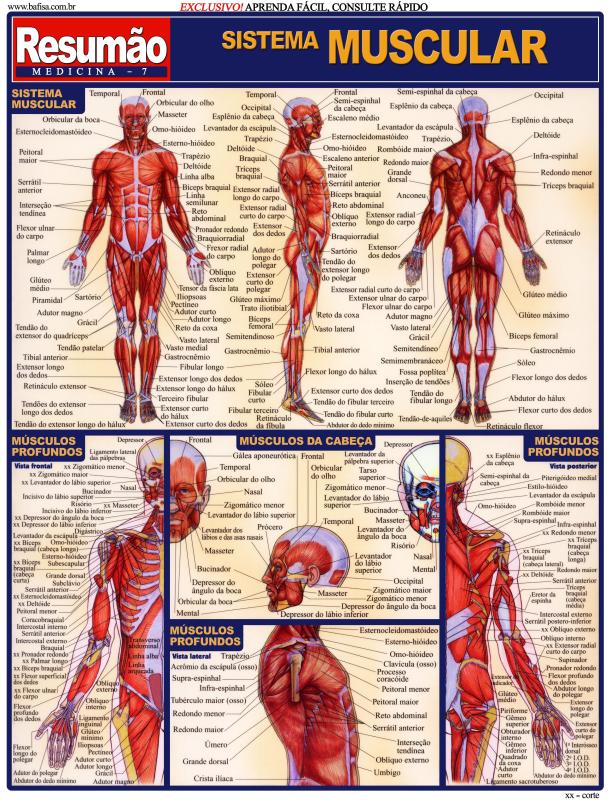 Sistema Muscular Anatomia Humana Musculos Sistema Mus Vrogue Co