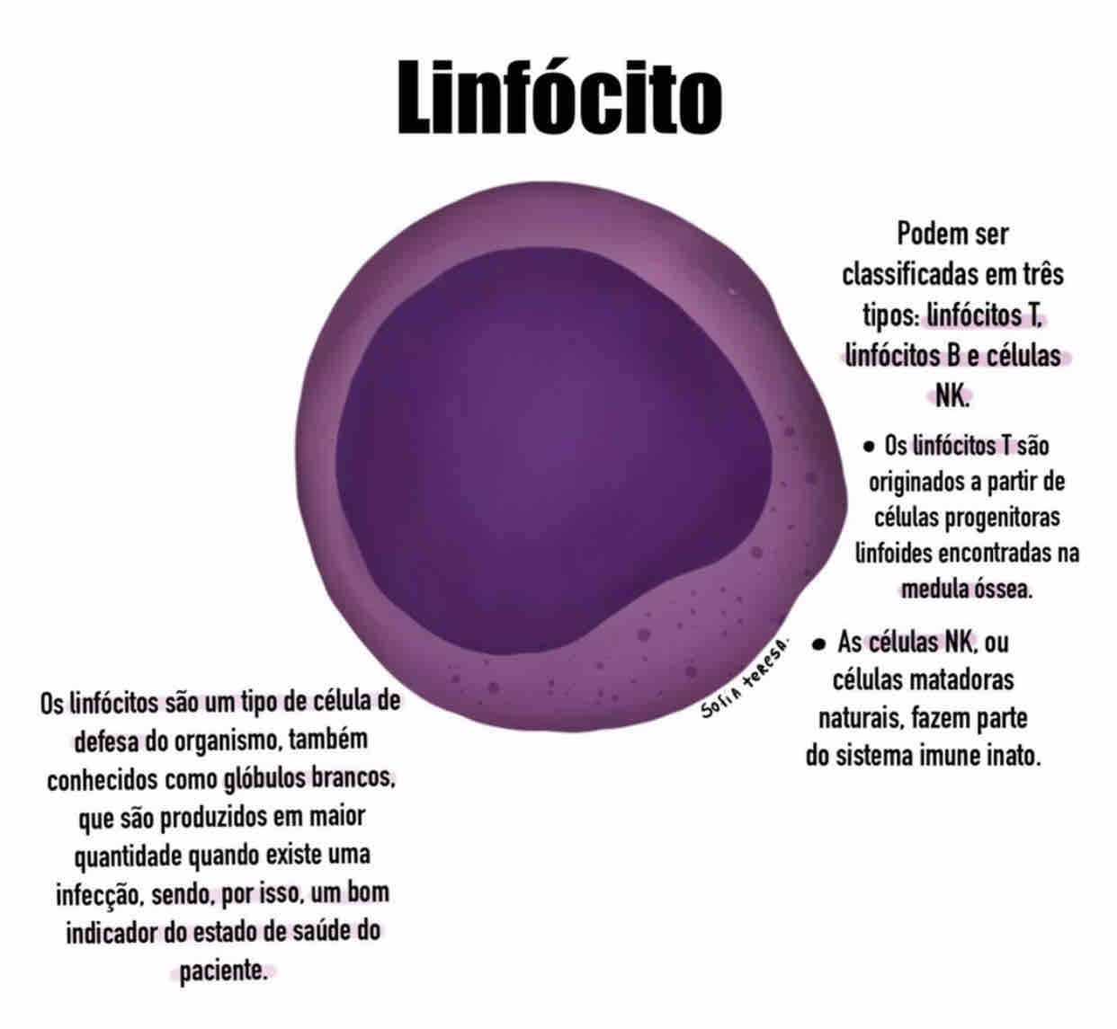 Linfocitose Em Cães Causas - RETOEDU
