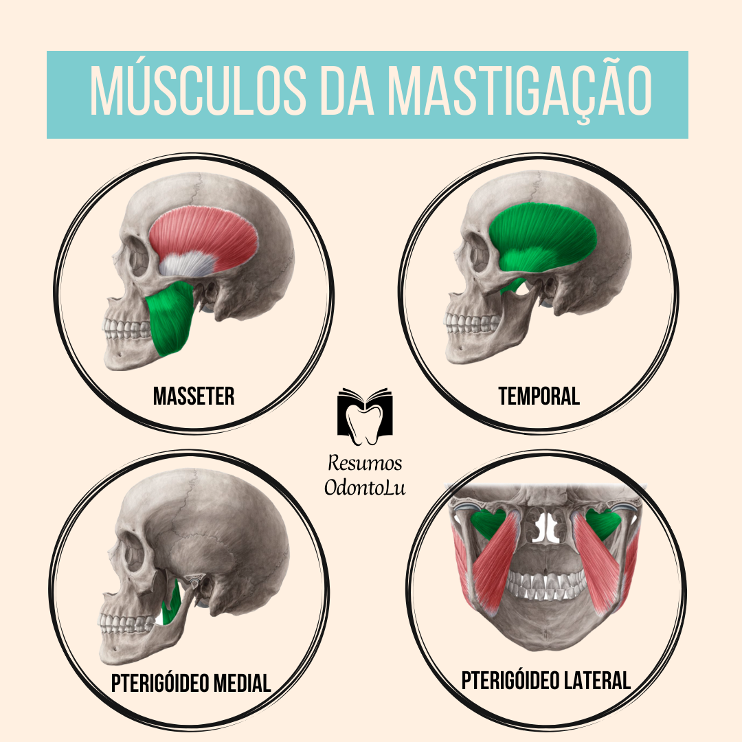 Principal M sculo Da Mastiga o FDPLEARN
