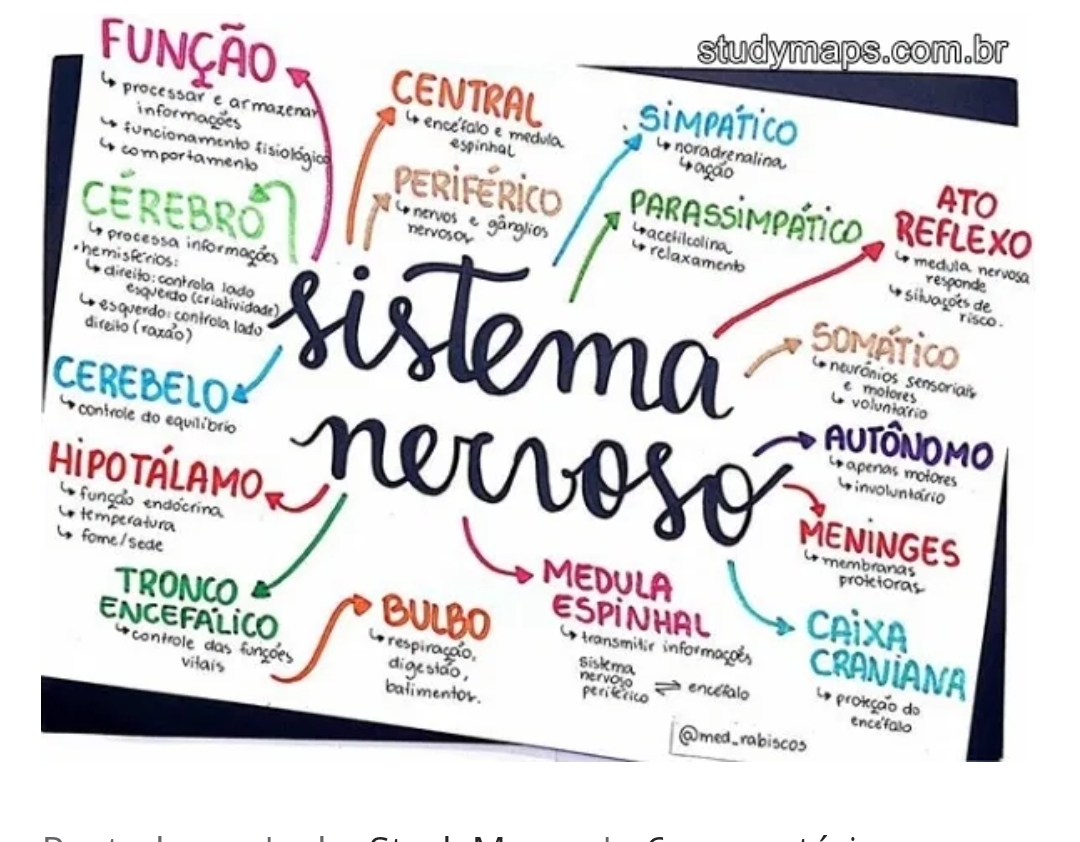 Sistema Nervoso Biologia