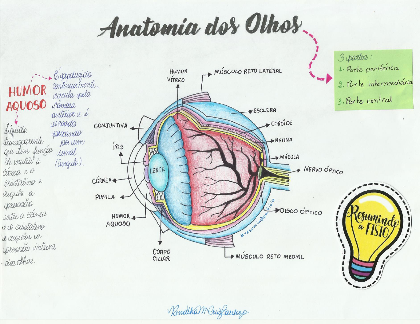 Anatomia Dos Olhos Fisioterapia