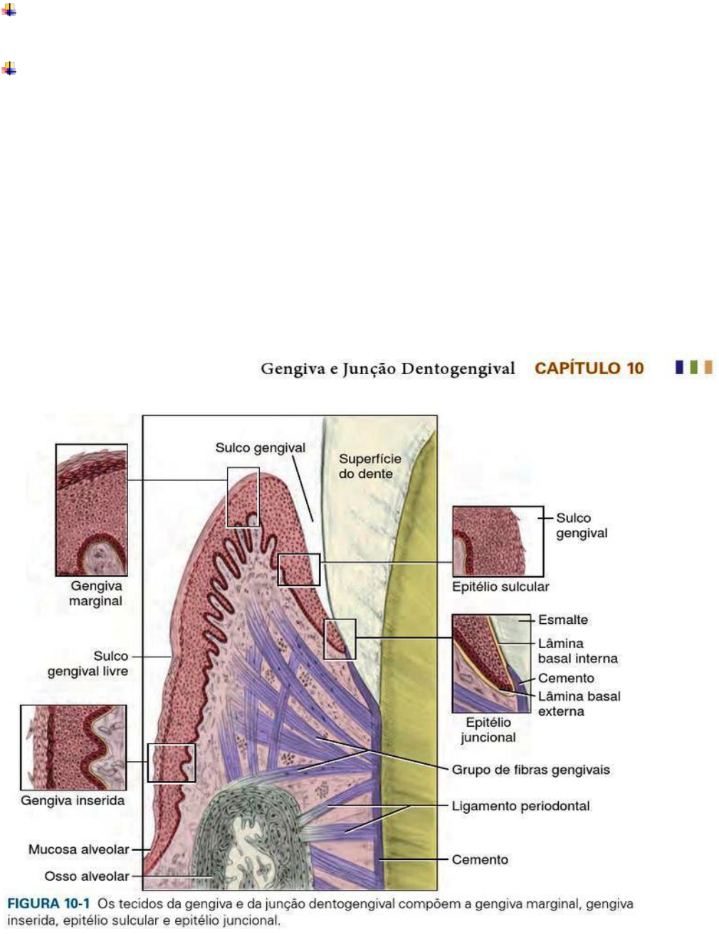 histologia-da-gengiva-queratinizada-mucosa-oral-ppt