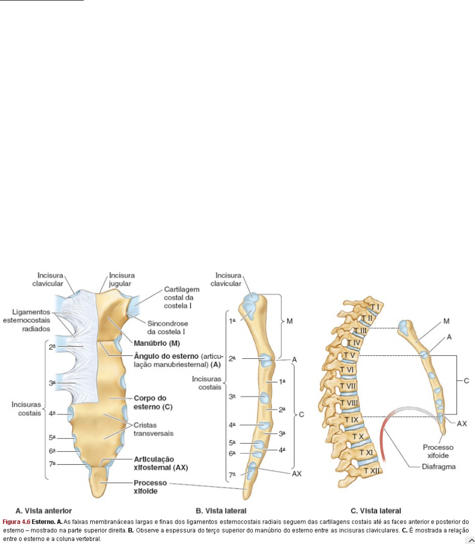 Ventilação Pulmonar: Inspiração, image size:952x1090
