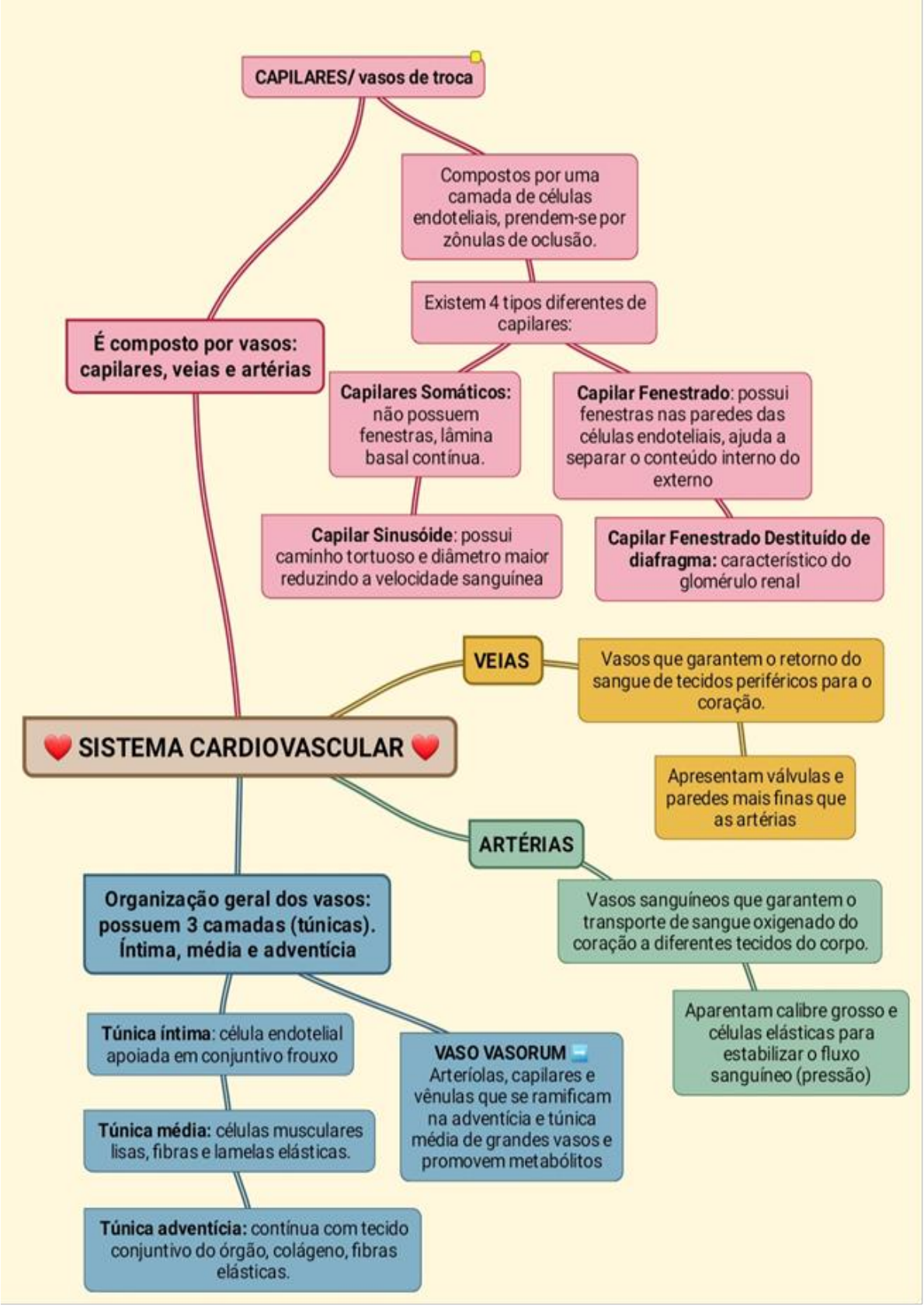 Mapa mental- Histologia do Sistema Cardiovascular - Histologia I