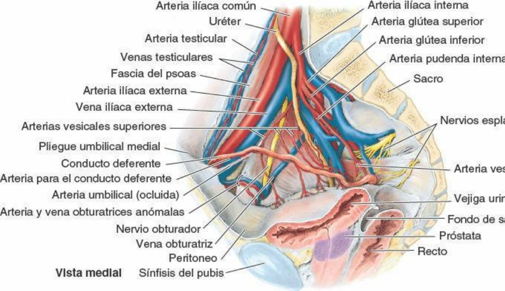 arteria pudenda interna