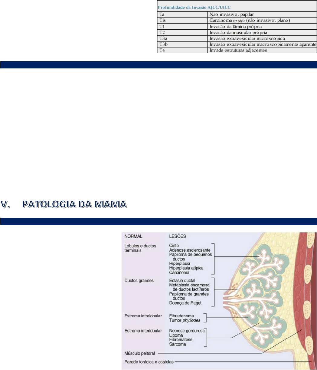 Bolinhas vermelhas no pênis: possíveis causas e cuidados, image size:1048x1222