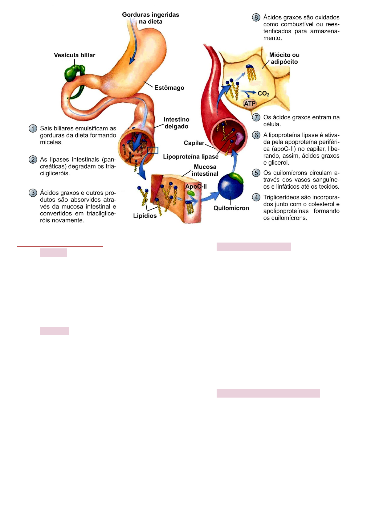 Grátis: DIGESTÃO E ABSORÇÃO DE NUTRIENTES - Material Claro e Objetivo em  PDF para Estudo Rápido, image size:1191x1684