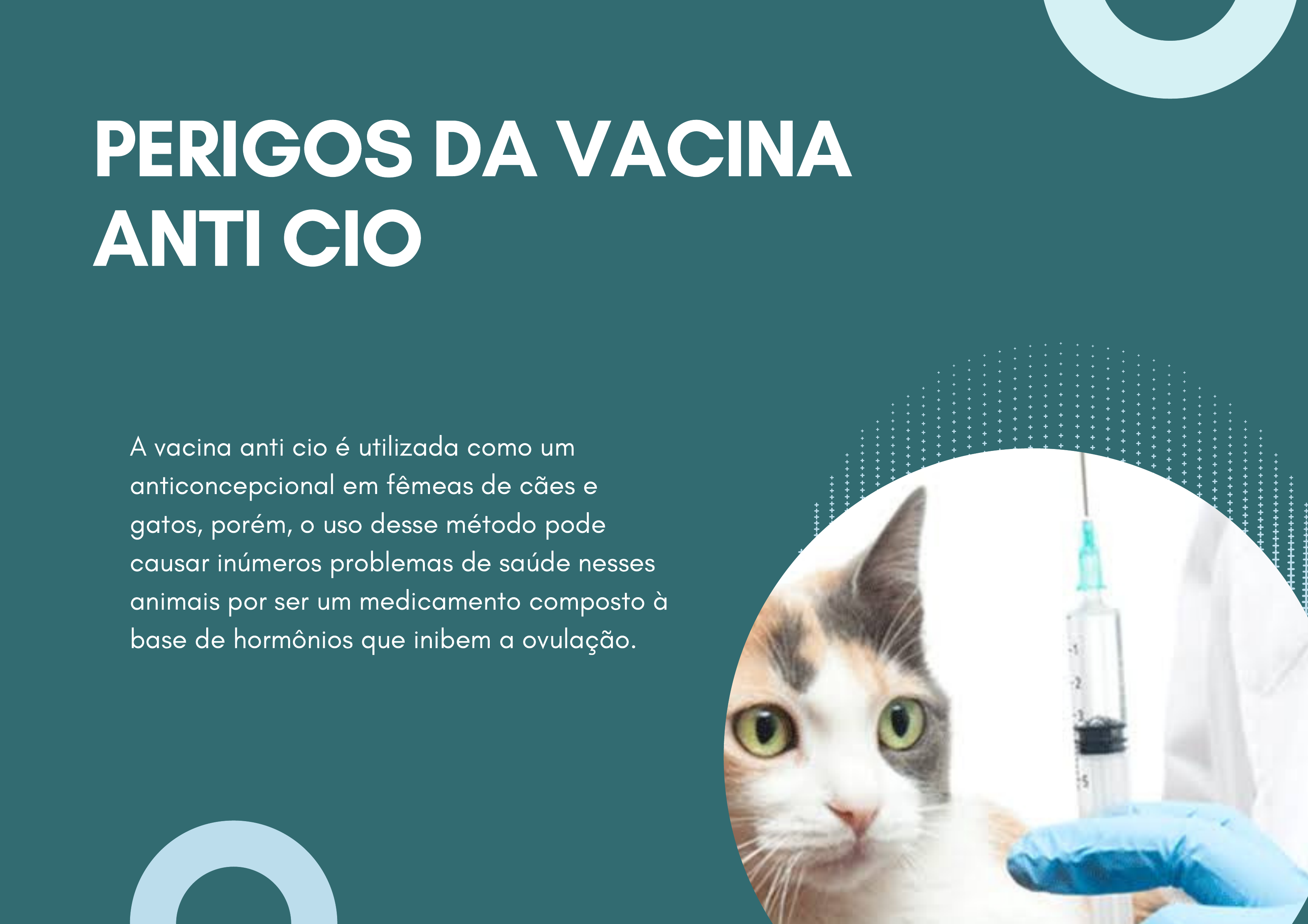 Anticoncepcionais para gatas: saiba os perigos do medicamento nas