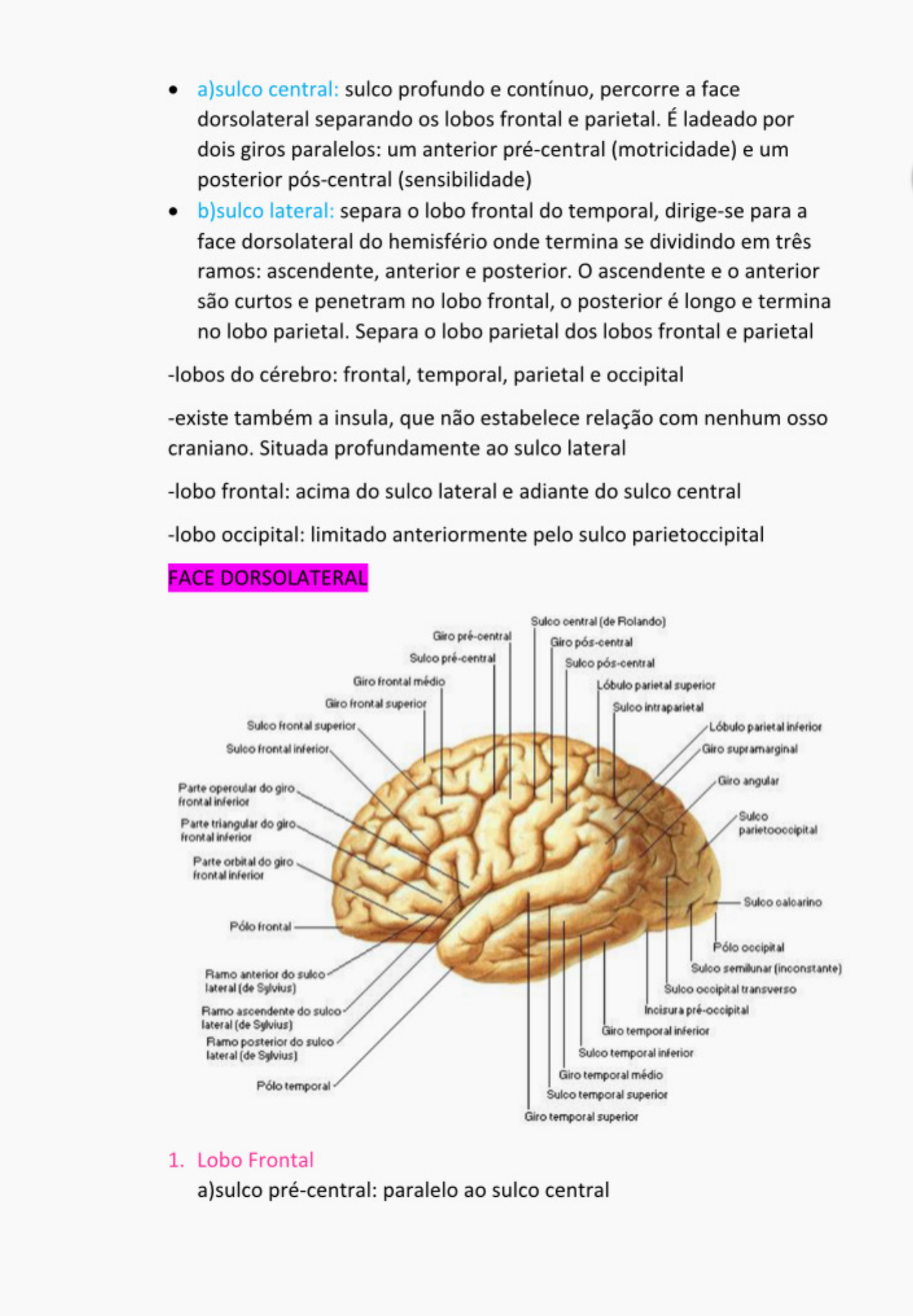 Resumo Da Prova De Neuroanatomia - Neuroanatomia