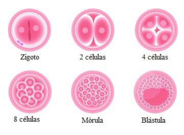 Clivagem - embriologia - Embriologia