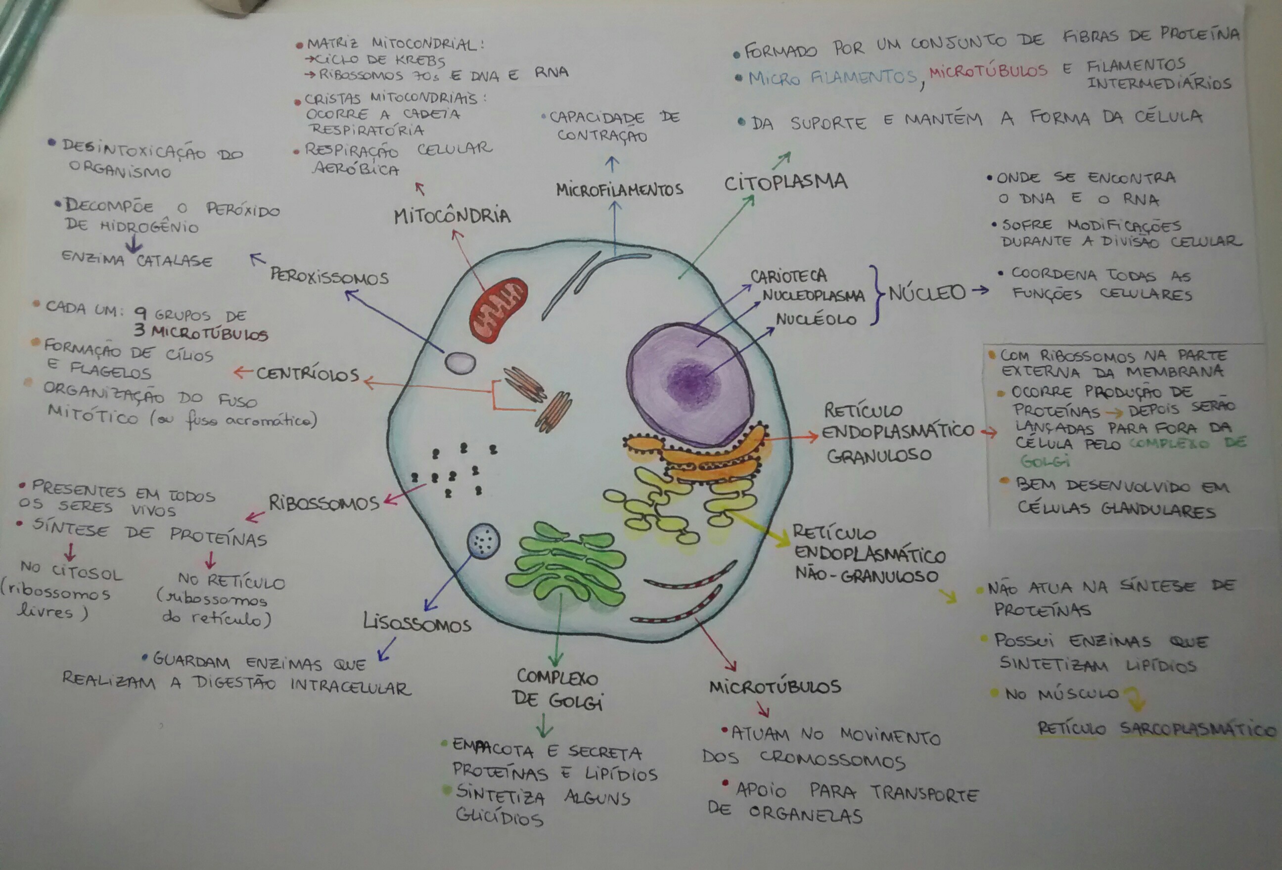 Mapa conceitual (3) (1) - Biologia Celular