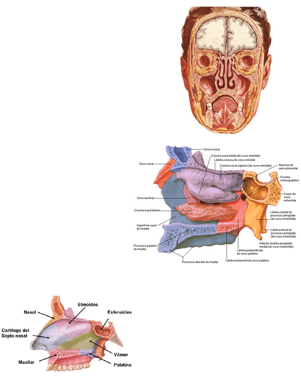 anatomia das conchas nasais