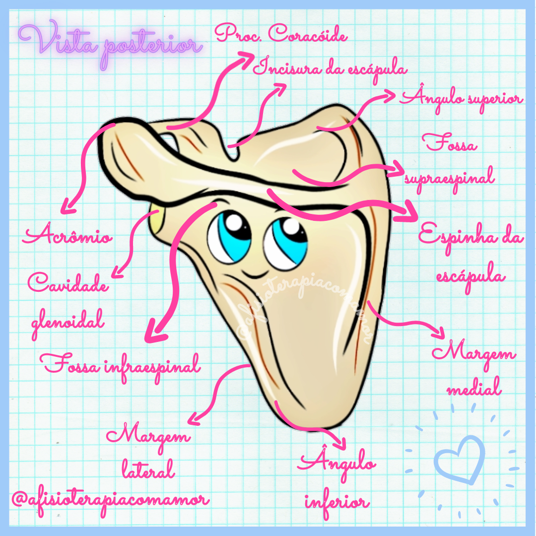 vista posterior de la escápula