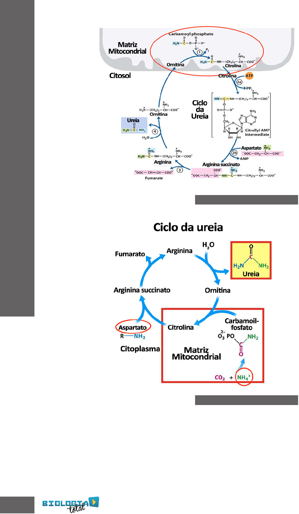 Ataxina-3 e a disputa entre a reciclagem mitocondrial e a morte