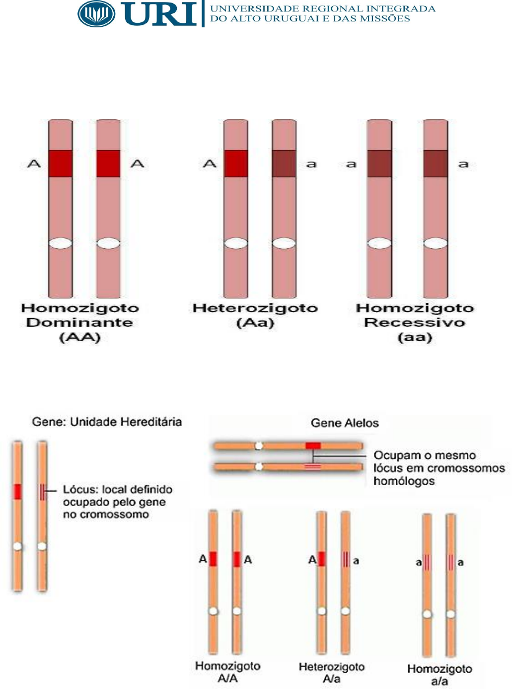 Grátis: 202086 164342 1-Conceitos+de+Genética - Material Claro e Objetivo  em PDF para Estudo Rápido, image size:1031x1394