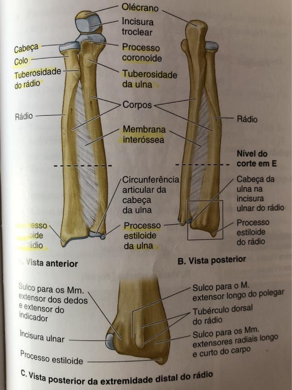 processo estilóide ulnar