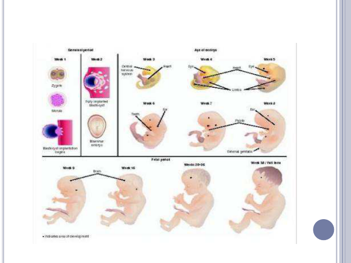 Формирование плода в утробе. Развитие в первую неделю ребенка. Развитие в первую неделю ребенка. Формирование ребенка по месяцам в утробе. Формирование плода по неделям беременности 1 триместр.