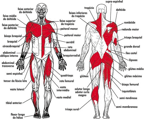 Corpo Humanos e suas Partes - Anatomia Músculo Esquelético