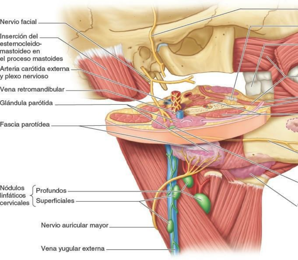 región parotídea