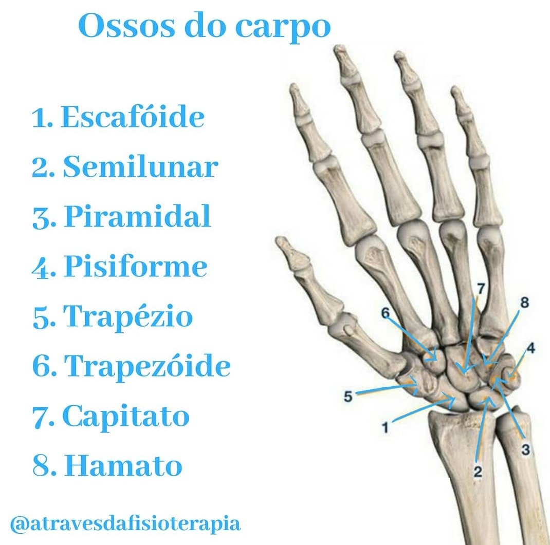 diagrama dos ossos do carpo