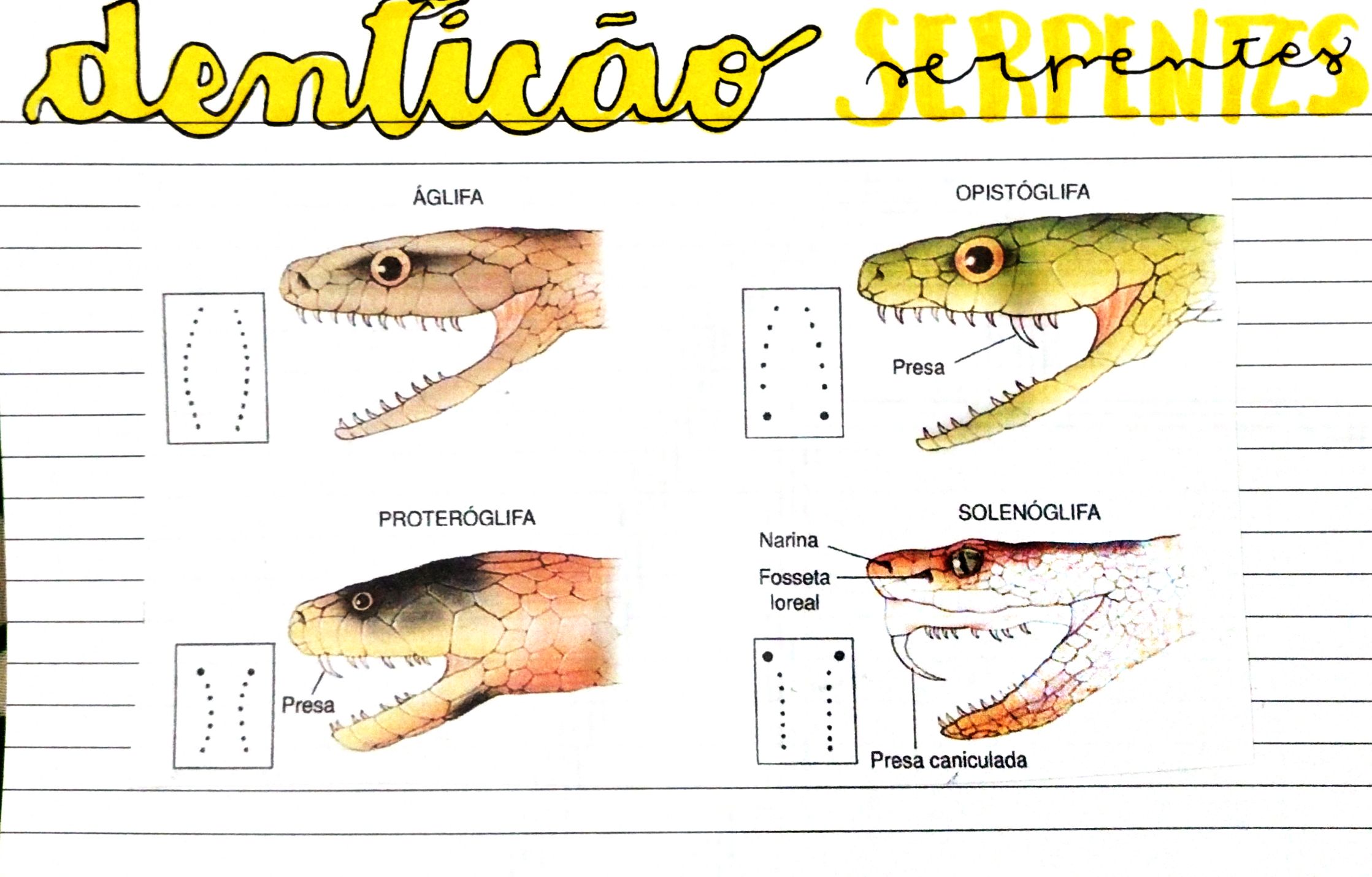 Cite A Classificação Da Dentição Das Cobras Peçonhentas Com Exemplos