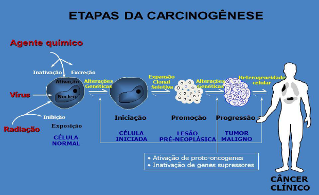 progressão da promoção da iniciação da carcinogênese