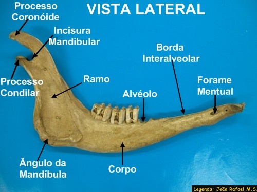 Crânio Bovino 08 - Anatomia Veterinária I