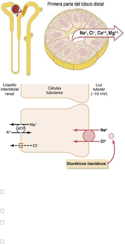 células tubulares renales