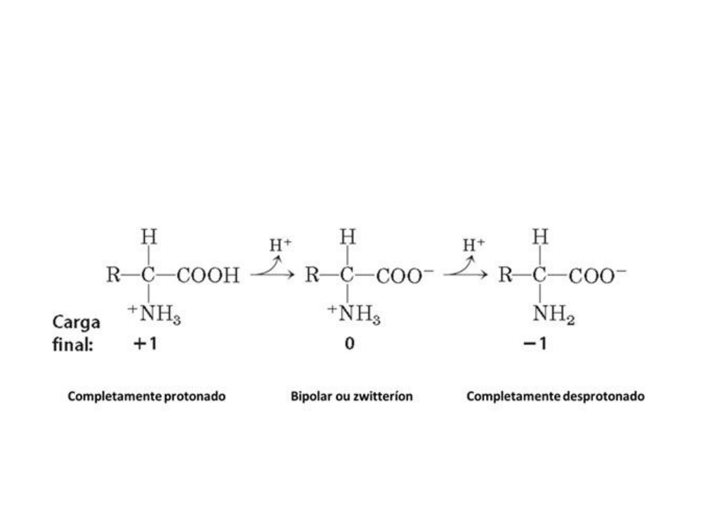 Grátis: Aminoácidos: Estrutura e Classificação - Material Claro e Objetivo  em PDF para Estudo Rápido, image size:1440x1080