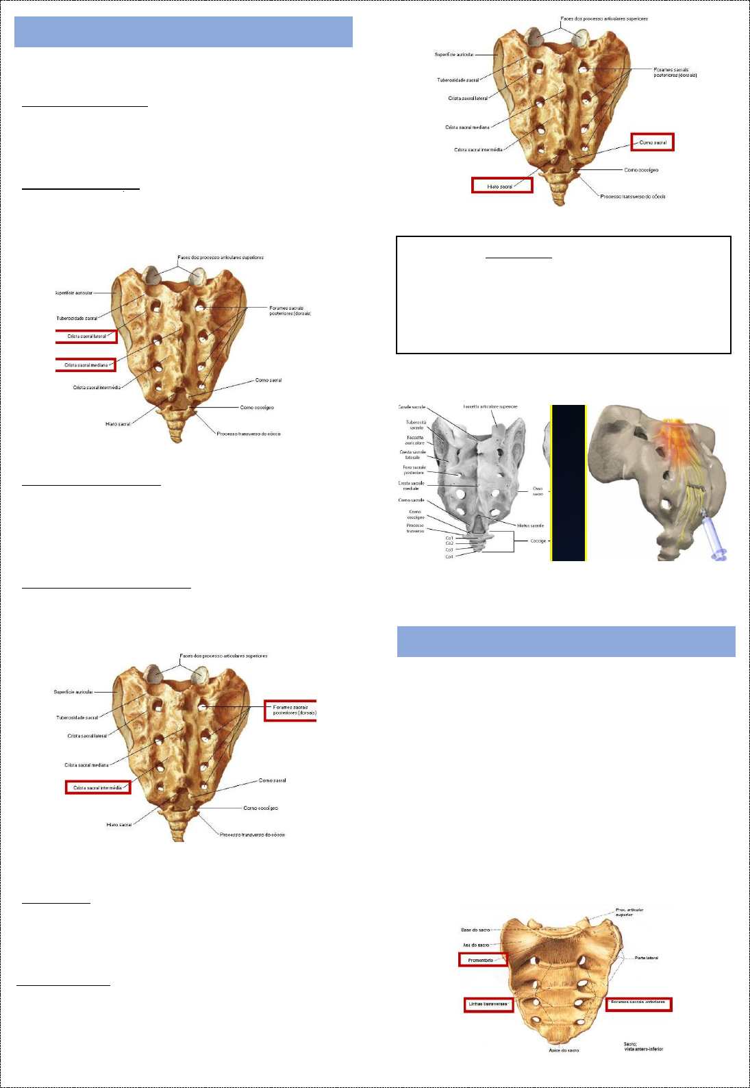 Anatomia da Pelve - Anatomia I