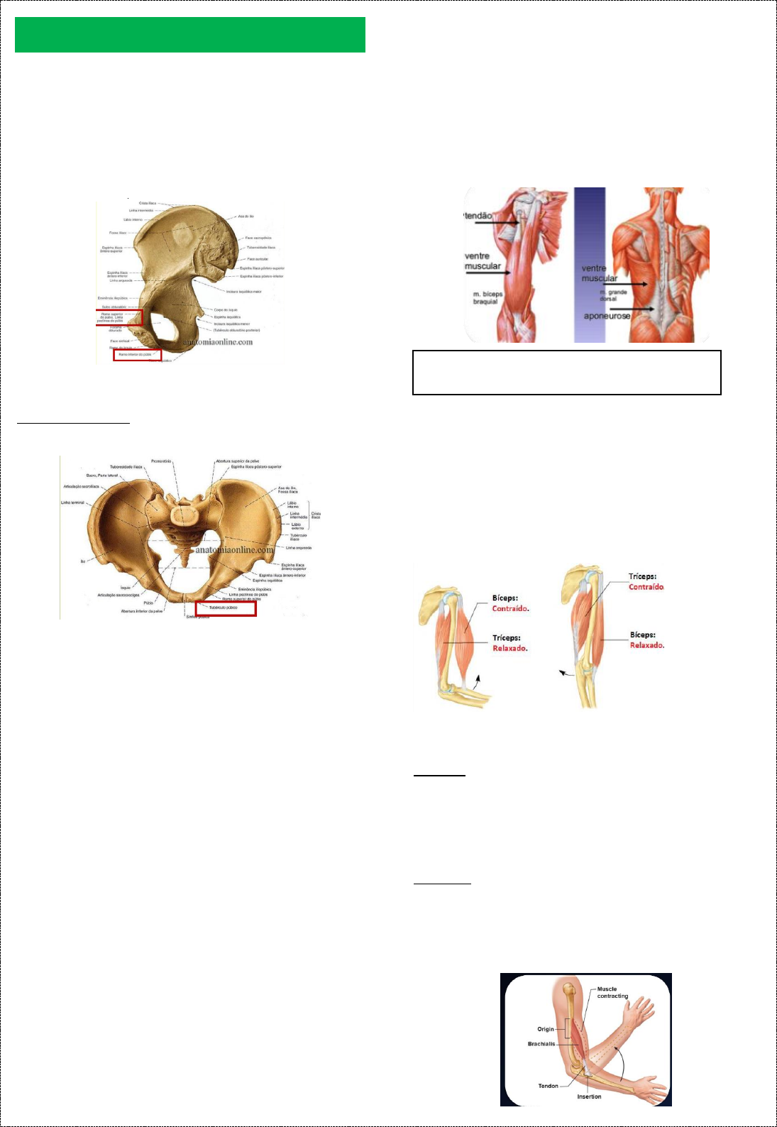 Anatomia da Pelve - Anatomia I