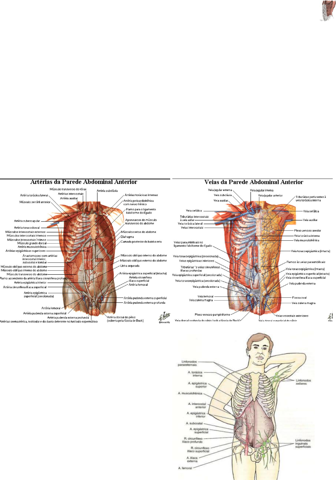 DIVISIÓN TOPOGRÁFICA DE ABDOMEN.avi 