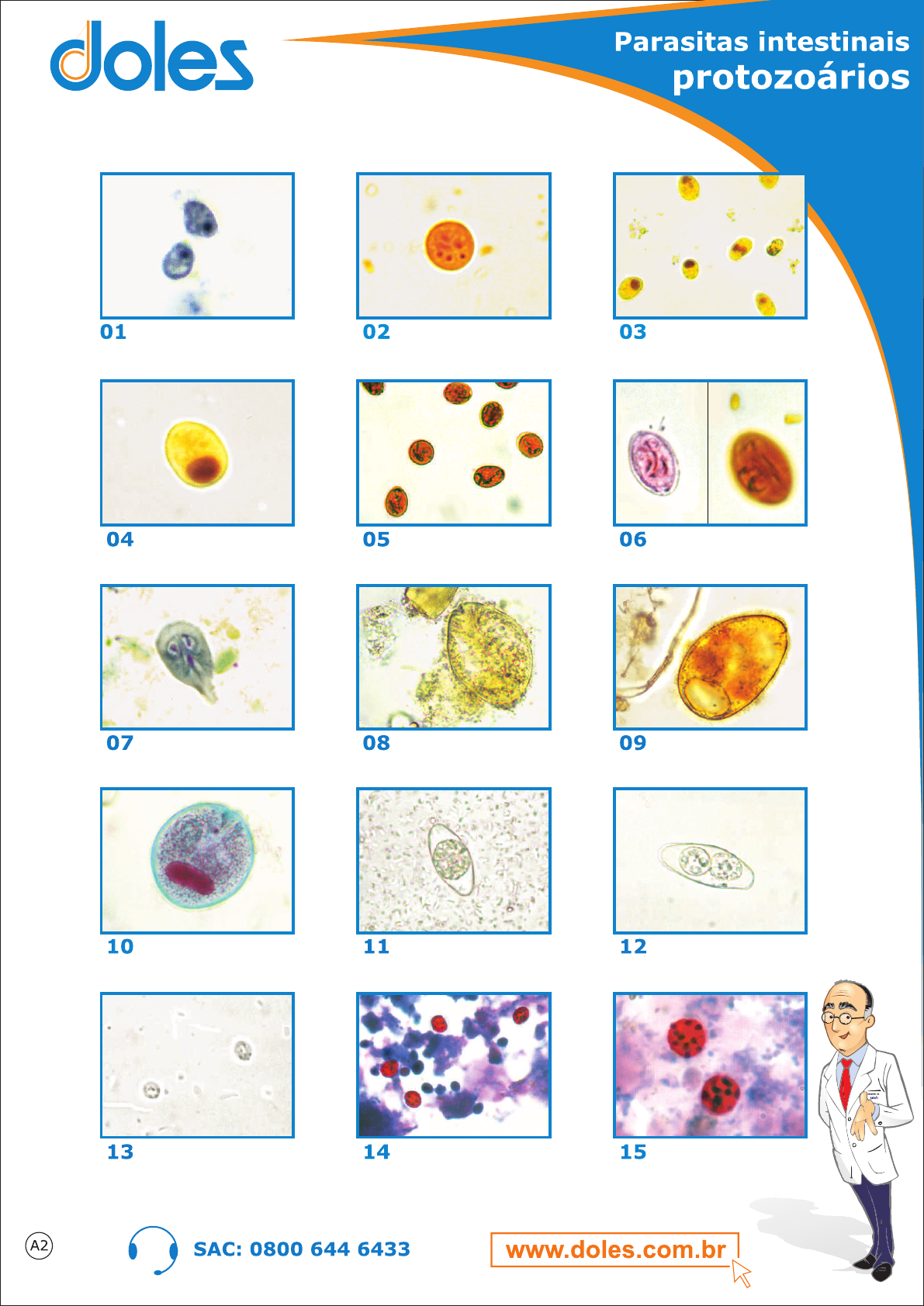 Prancha Parasitologia Parasitologia Pr Tica