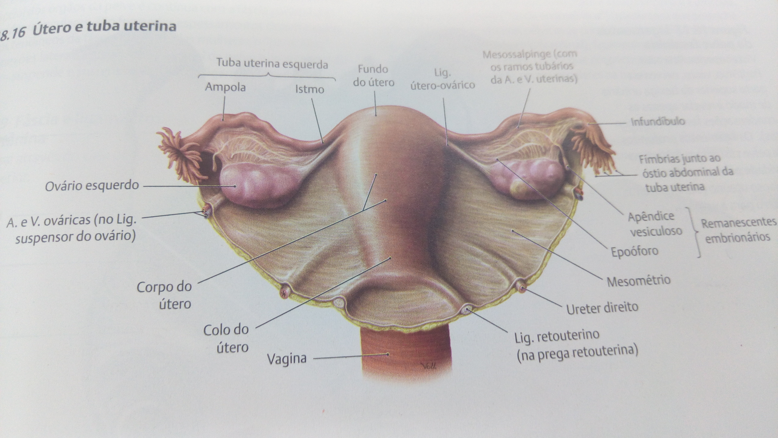 Anatomia Da Bexiga Do Utero