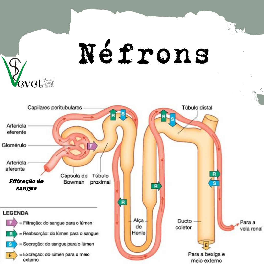 Grátis: Fisiológia dos néfrons - Material Claro e Objetivo em PDF para  Estudo Rápido, image size:1080x1080