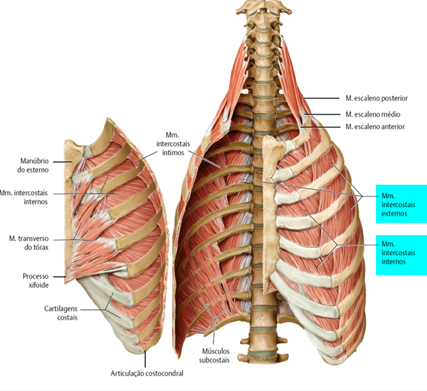 cadáver de músculo intercostal externo