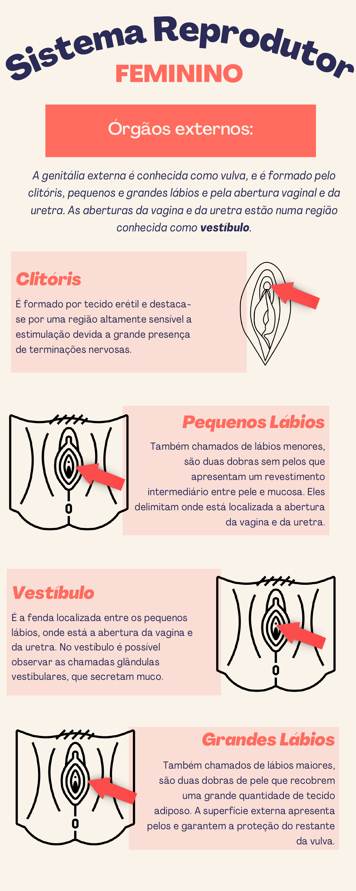 sistema reprodutor feminino pt2 - Enfermagem