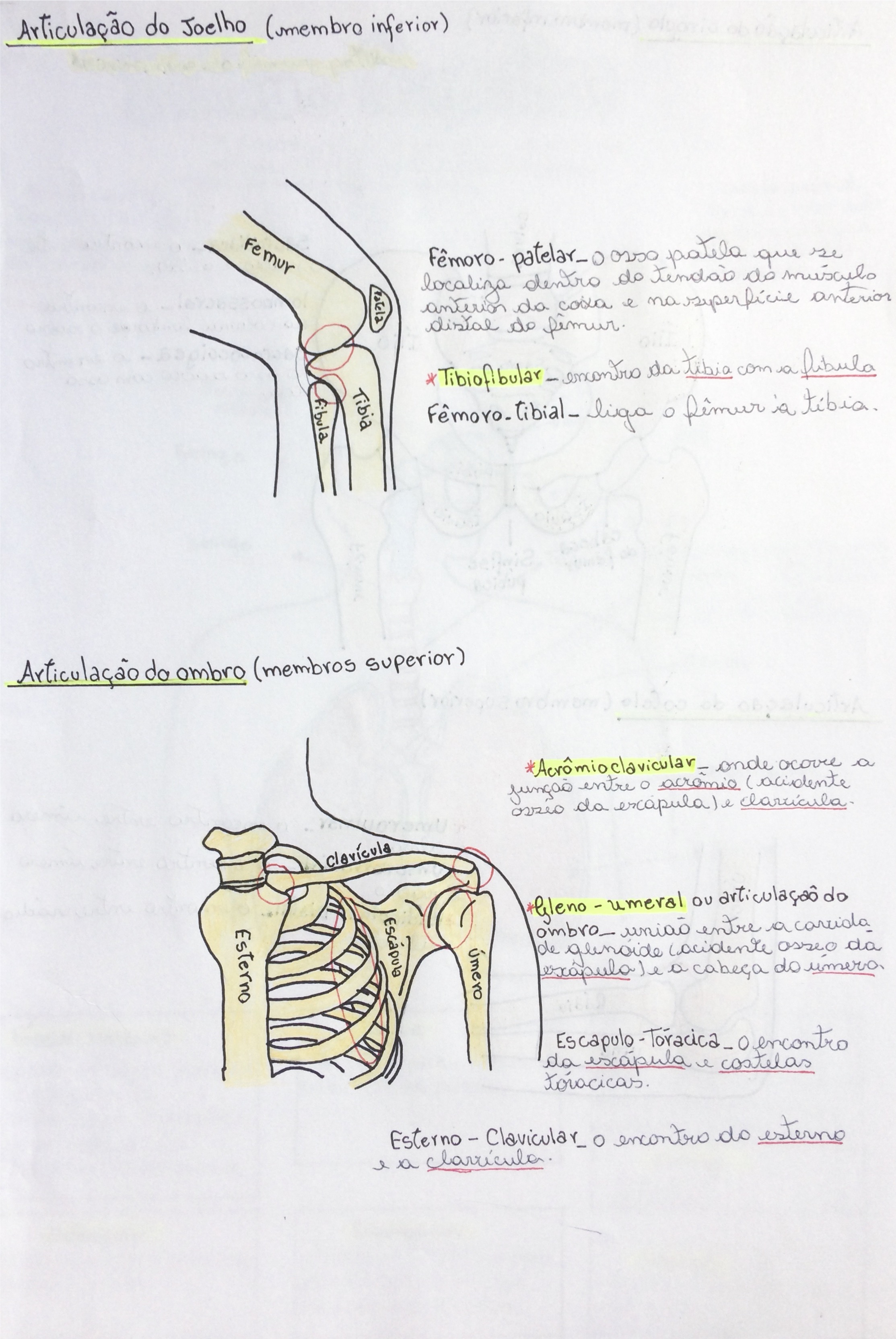 Joelho E Ombro Anatomia I