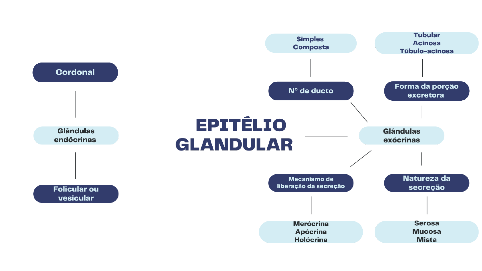 Mapa Mental Do Epitelio Glandular Histologia I
