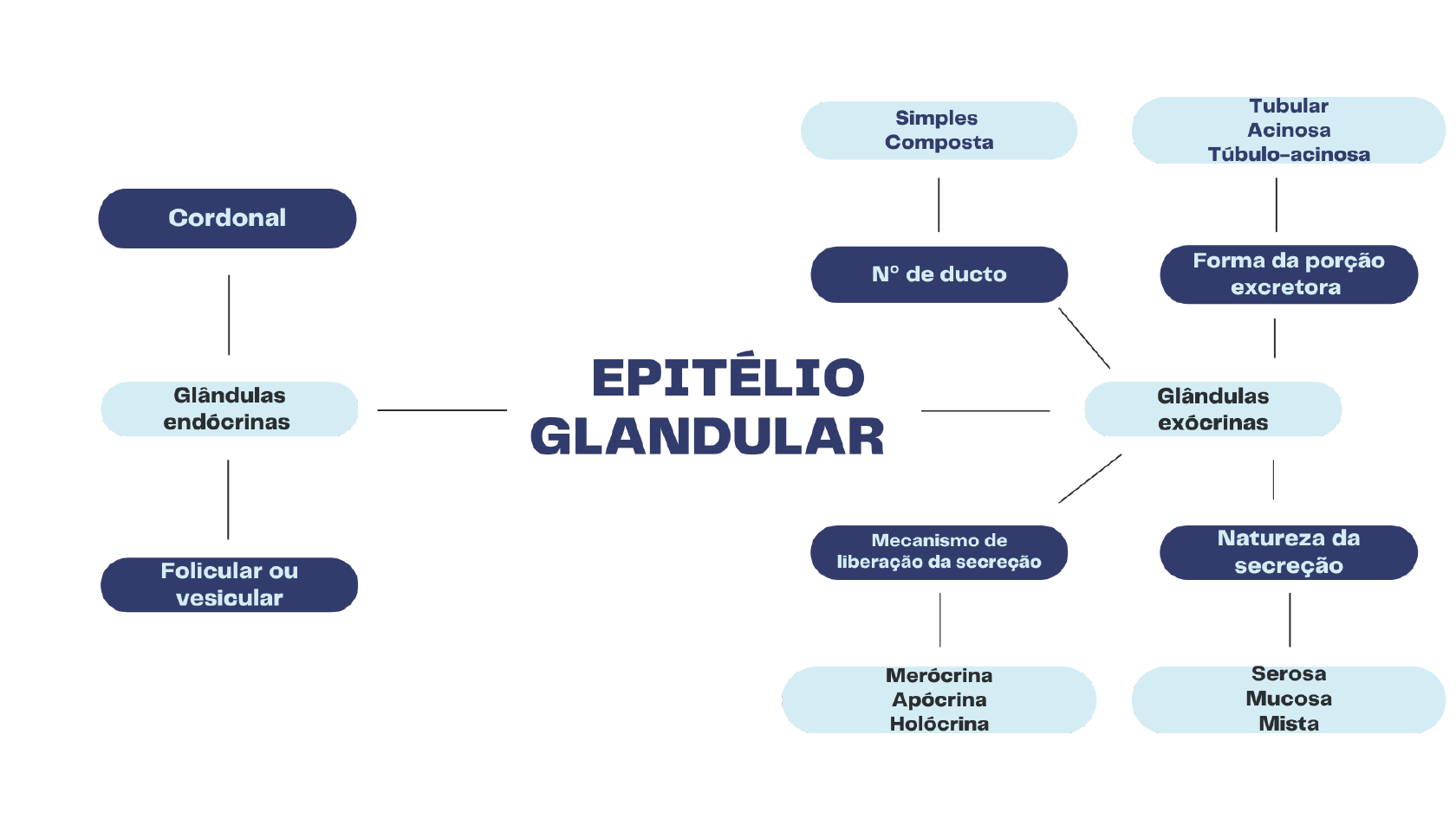 mapa-mental-do-epitelio-glandular-histologia-i