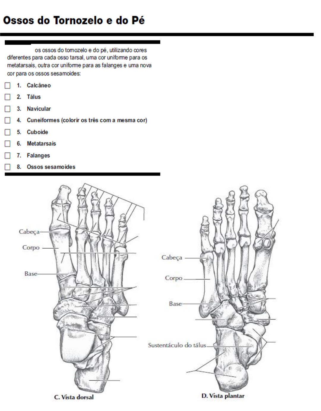 Pé - Anatomia Óssea Quiz