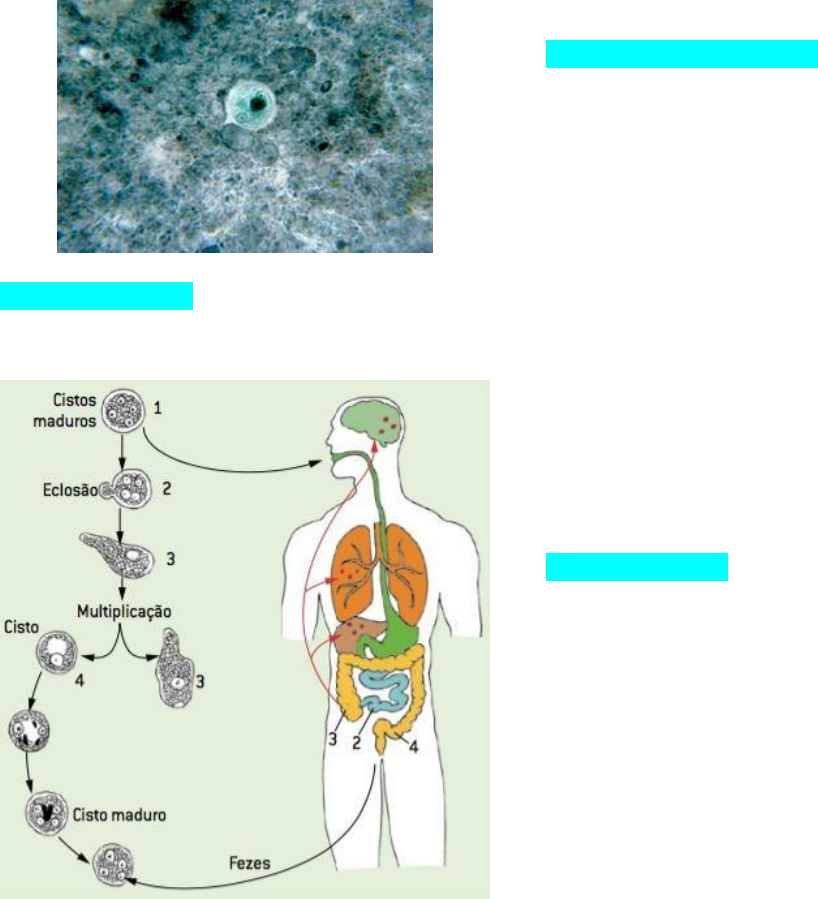 Ciclo De Vida De Entamoeba Histolytica 7700