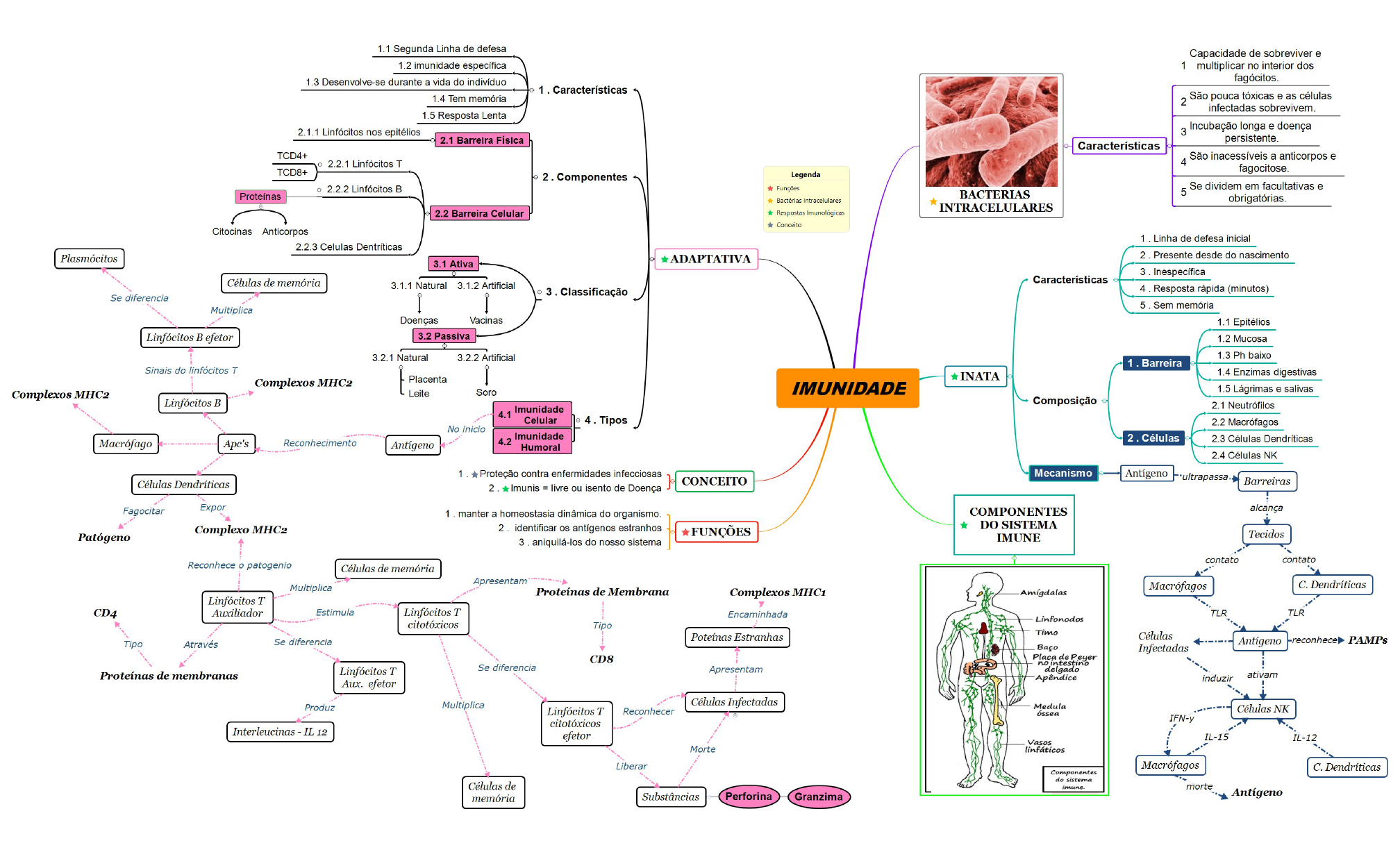 Mapa Mental Imunidade - Imunologia