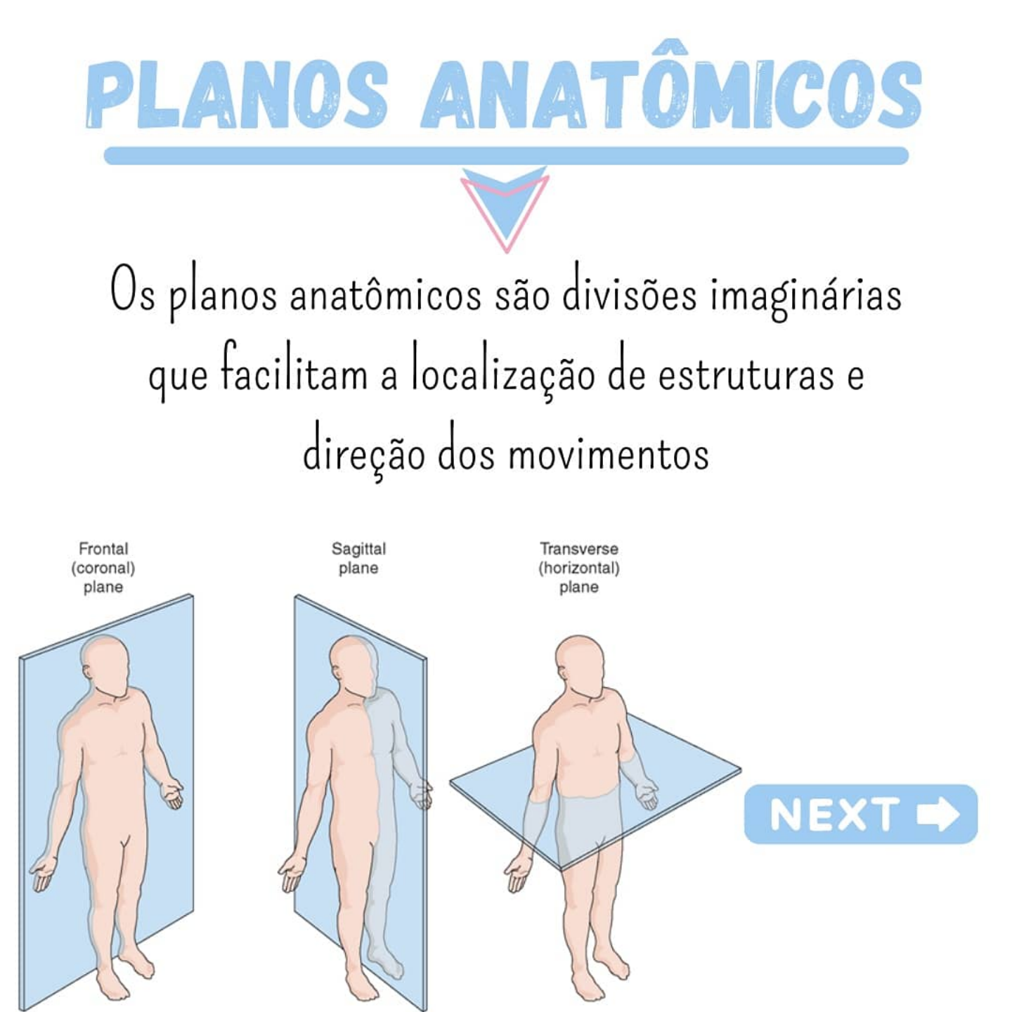 Planos Anatômicos - Anatomia Humana I