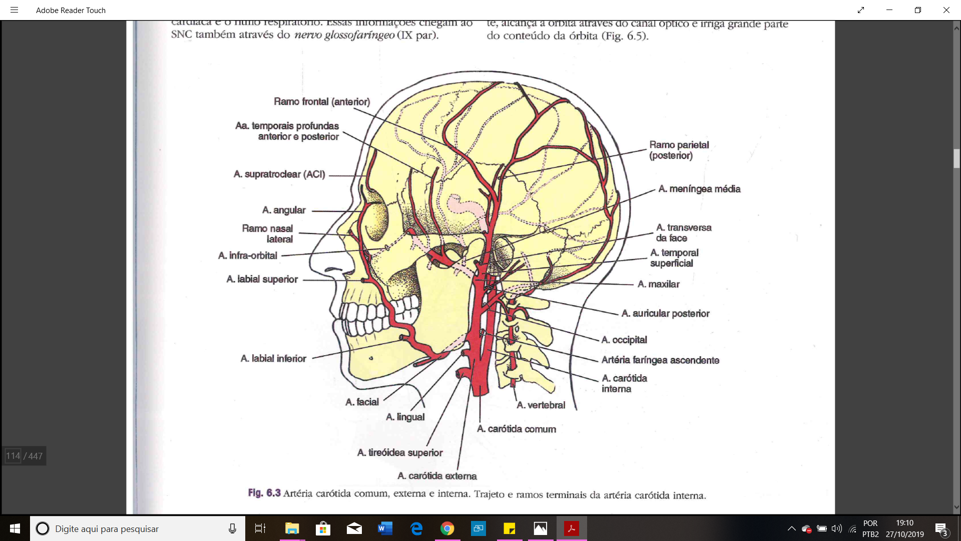 Vascularização da cabeça e do pescoço Artérias Anatomia de Cabeça e Pescoço