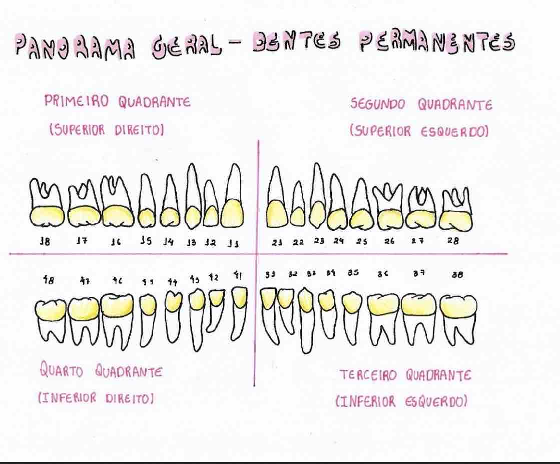 Panorama Geral Dentes Permanentes - Princípios De Anatomia Dental E ...